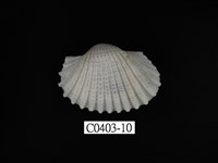 藏品(血蚶)的圖片